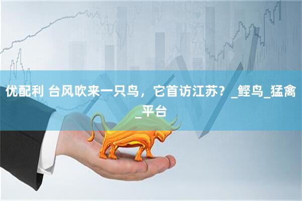 优配利 台风吹来一只鸟，它首访江苏？_鲣鸟_猛禽_平台